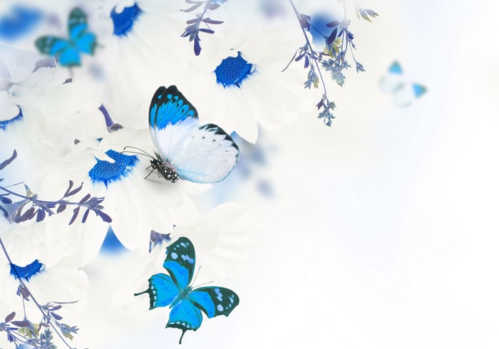 Butterflies and white flowers on white background