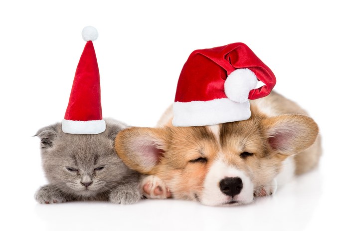 Puppy and Kitten Wearing Santa Hats