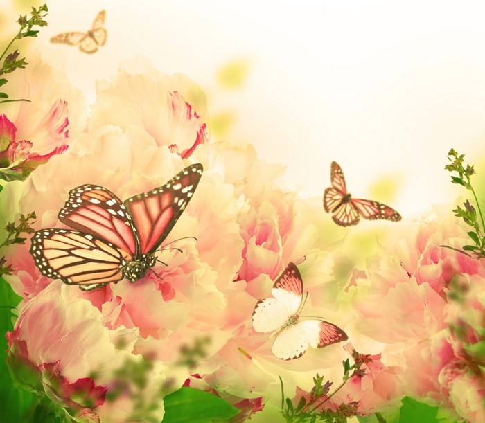 Monarch butterflies on pink peonies