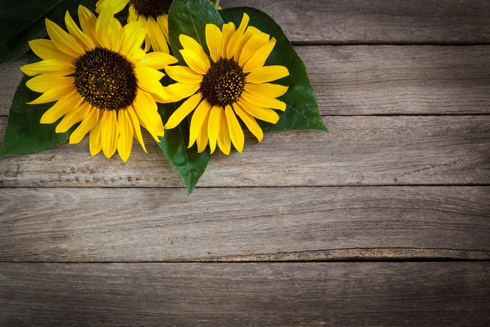 Two Sunflowers on Wood Planks