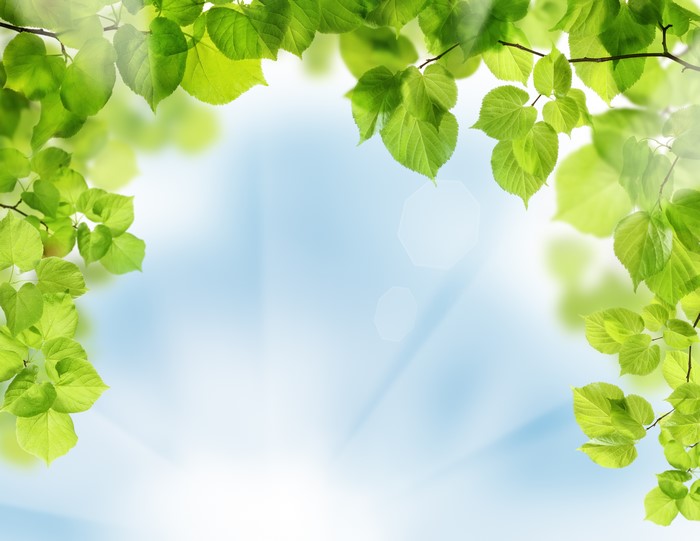 Green Leaves on Branches with Sun Rays