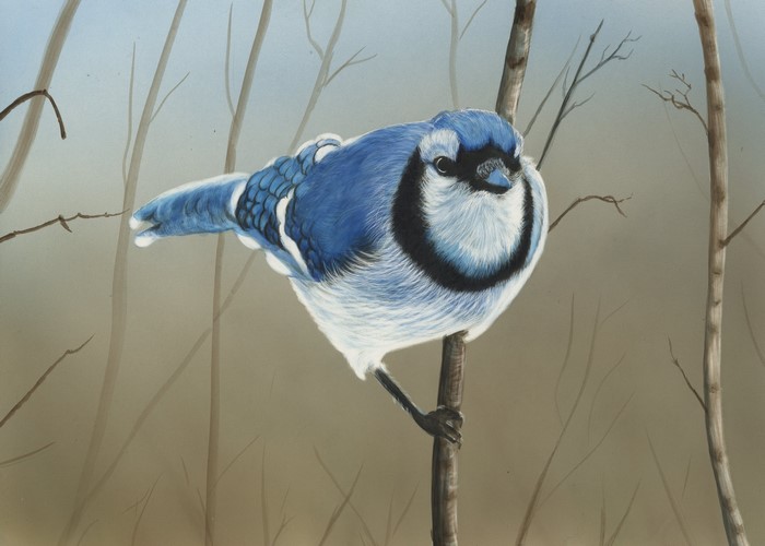 Blue Jay perched on a branch