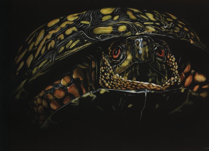 Close-up painting of a turtle on a black background