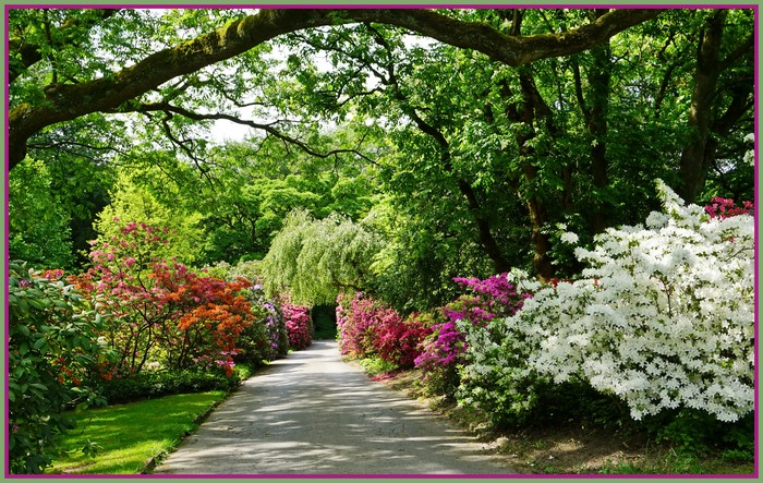 Park path lined with blooming rhododendrons in Germany