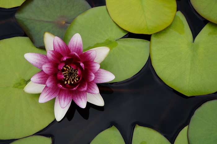 Water lily flower and leaves