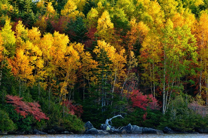 Autumn forest with colorful trees and a lake
