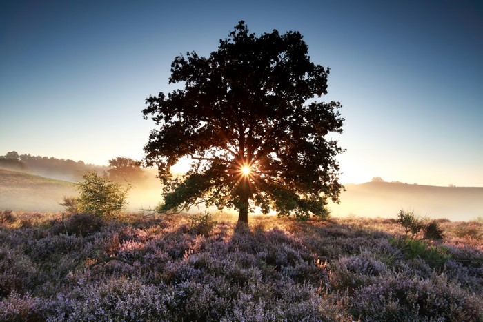 Sunbeams through a lone tree in a heather field