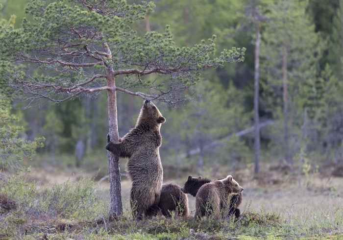Mother bear and cubs near a tree