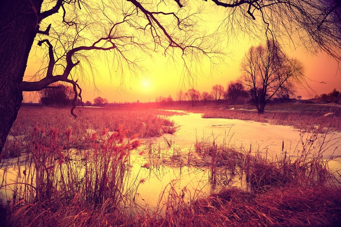 Sunset over a frozen river with reeds and trees