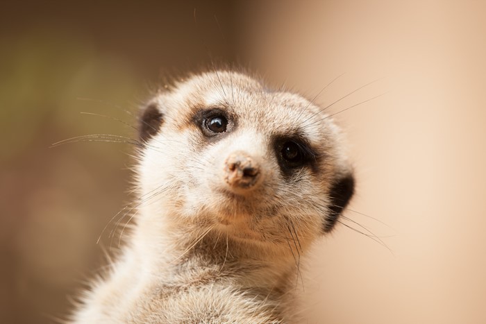Meerkat looking up