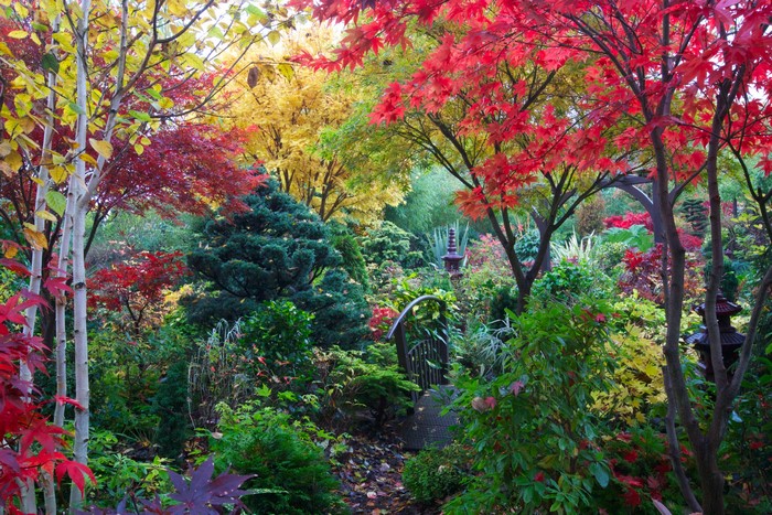 Autumn garden with colorful trees and shrubs in Walsall, England