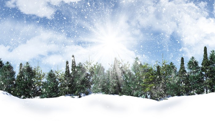 Winter forest with sun and snow