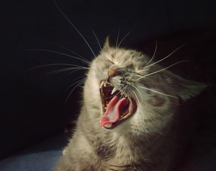 Close-up of a cat yawning with mouth wide open