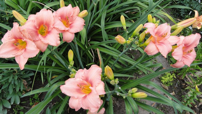 Pink Daylily flowers and buds