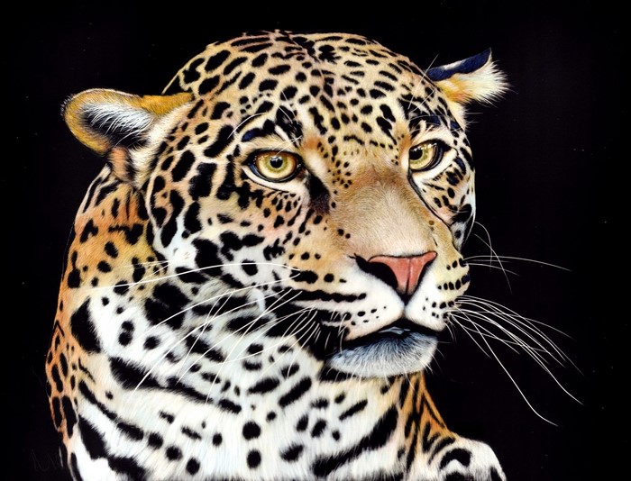 Jaguar portrait with black background