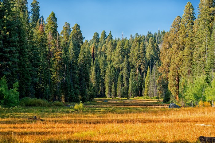 4K Sequoia National Park Forest and Meadow Scene