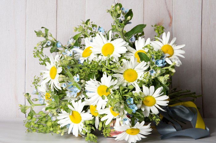Bouquet of Camomiles with Blue Flowers