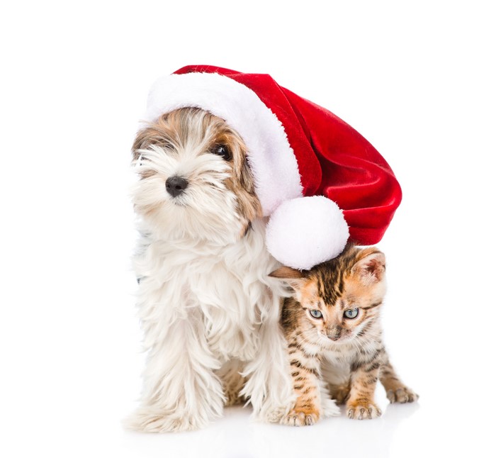 Puppy and kitten wearing a Santa hat