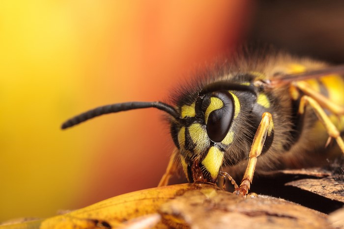 4K Wasp Closeup