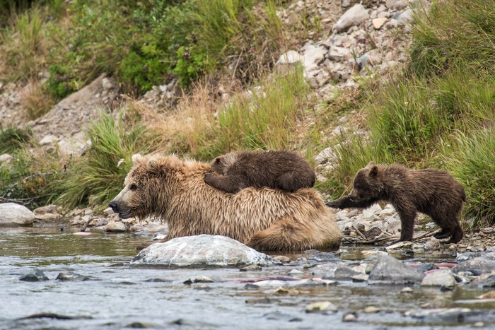 Brown Bears and Cubs in a River