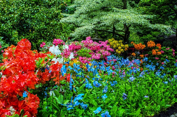 Butchart Gardens with Rhododendrons and Blue Flowers