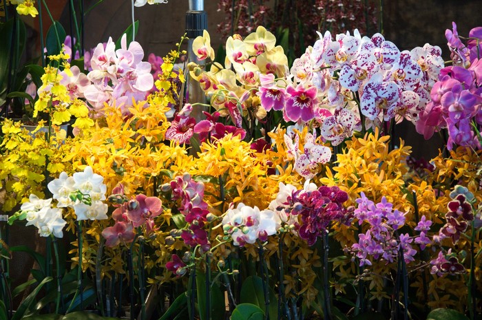 Vibrant Array of Colorful Orchids in Bloom