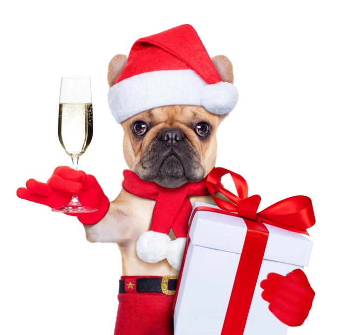 French Bulldog in Santa Hat with Champagne and Gift