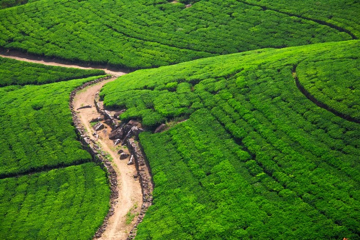 Tea fields and road in Nuwara Eliya, Sri Lanka