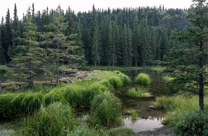 Denali National Park Horseshoe Lake Alaska