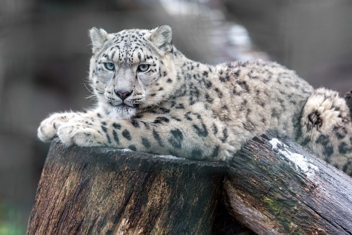 Snow leopard resting on a log