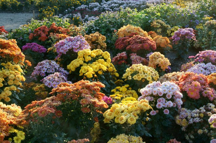 Colorful Chrysanthemum Shrubs in Bloom