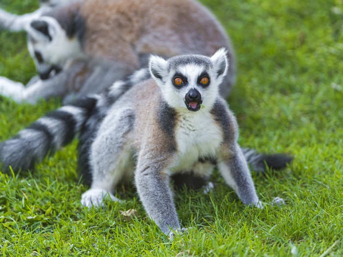 Ring-tailed lemurs on green grass