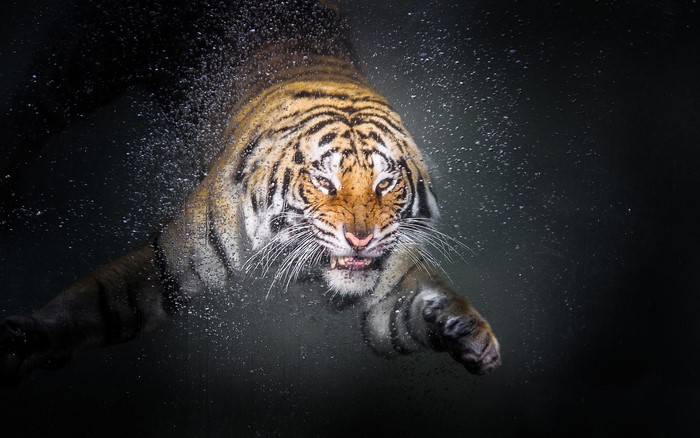 Tiger swimming underwater with water droplets