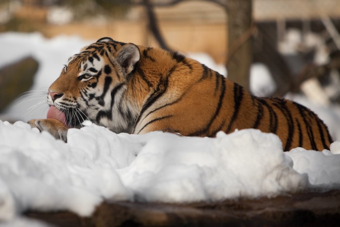 Siberian Tiger Licking Paw in Snow