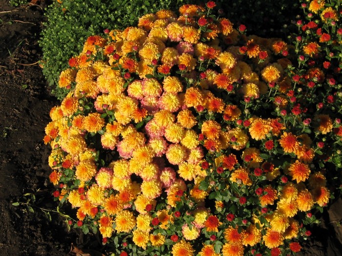 Vibrant Orange Chrysanthemums in Full Bloom