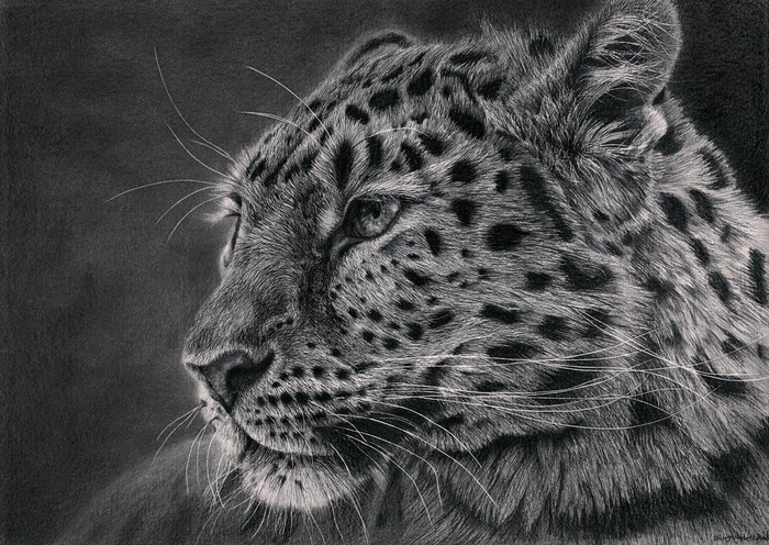 Black and white drawing of a leopard's head