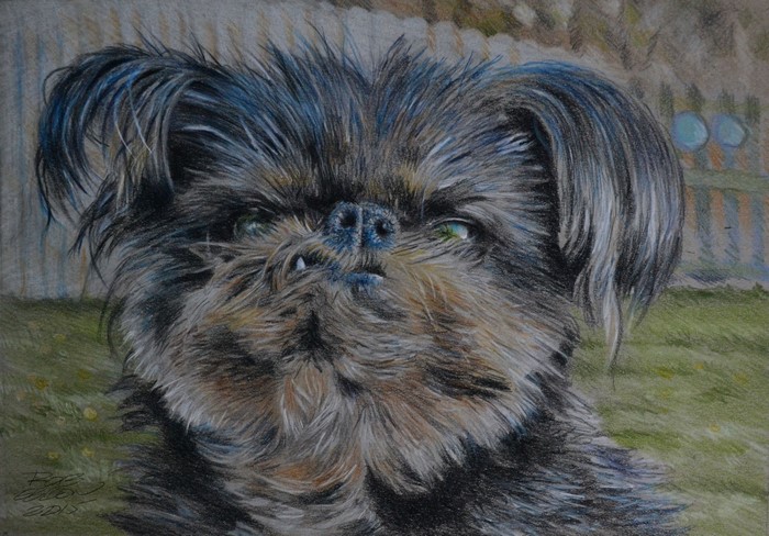 Painting of a Brussels Griffon dog