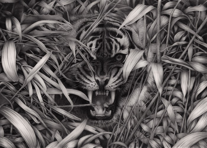Tiger roaring through dense foliage