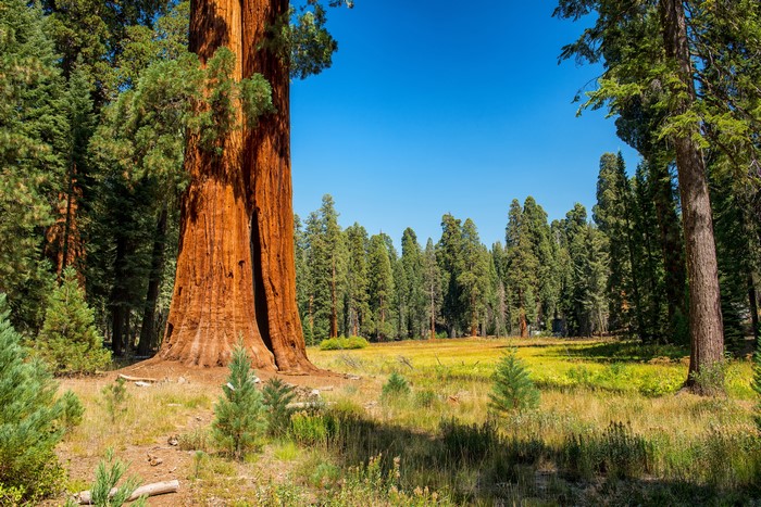 Giant Sequoia tree in Sequoia and Kings National Park, USA