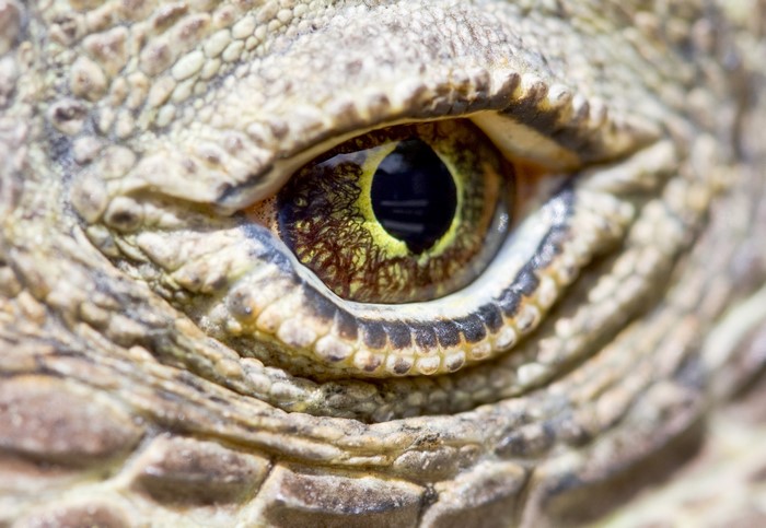 Extreme close-up of a Komodo dragon's eye