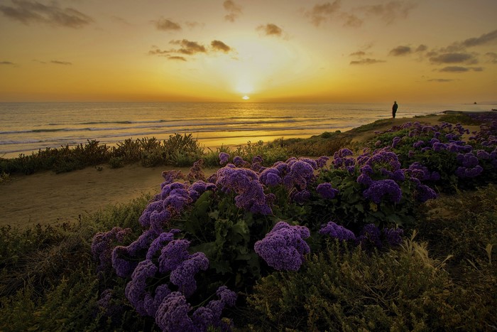 Sunset over the ocean with purple flowers and a person