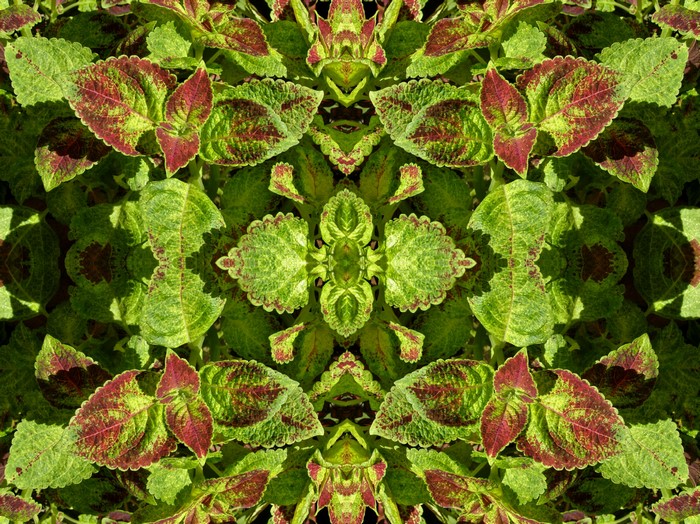 Kaleidoscope of colorful Coleus leaves