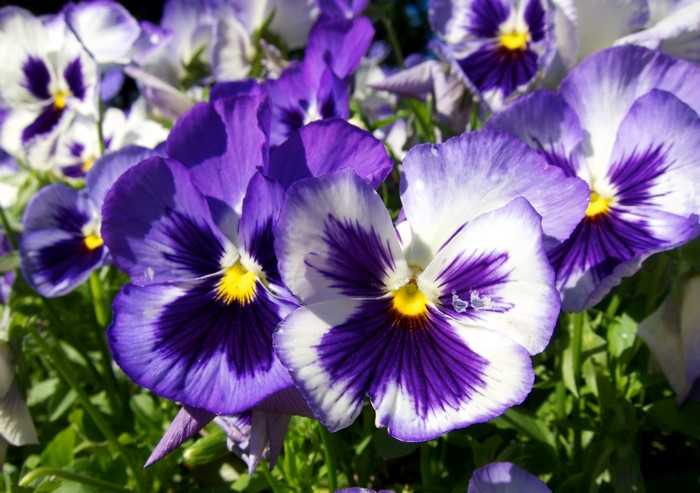 Close-up of purple and white pansies