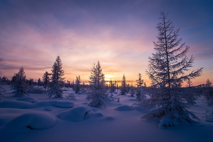 Winter forest at sunset with snow-covered trees