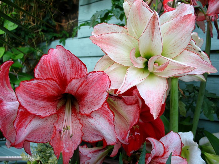Close-up of red and white Amaryllis flowers