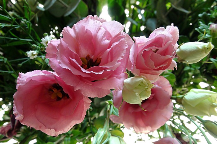 Pink Eustoma flowers and buds