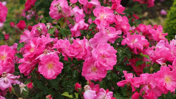 Close-up of pink roses with water droplets