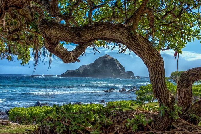 Tree framing a rocky island off the coast of Hawaii