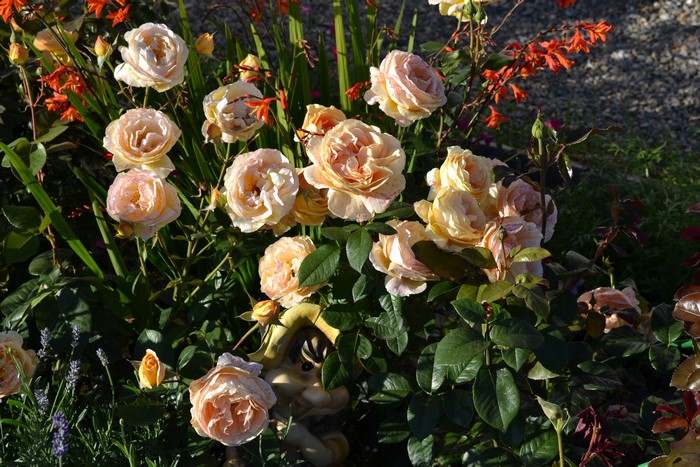 Roses and Crocosmia flowers in a garden