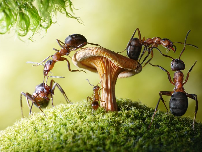 Ants working together on a mushroom